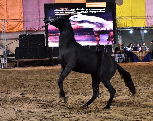 جشنواره نمایش اسب اصیل عرب در آبادان +عکس