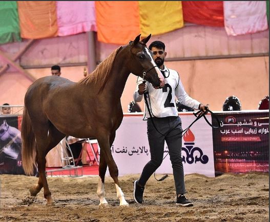 جشنواره نمایش اسب اصیل عرب در آبادان +عکس