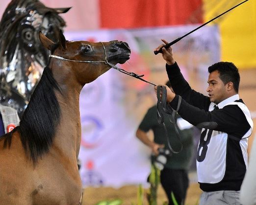 جشنواره نمایش اسب اصیل عرب در آبادان +عکس