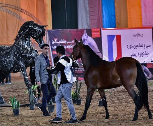 جشنواره نمایش اسب اصیل عرب در آبادان +عکس