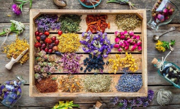 گیاهان دارویی، ایمنیبخش انسان و محیط زیست