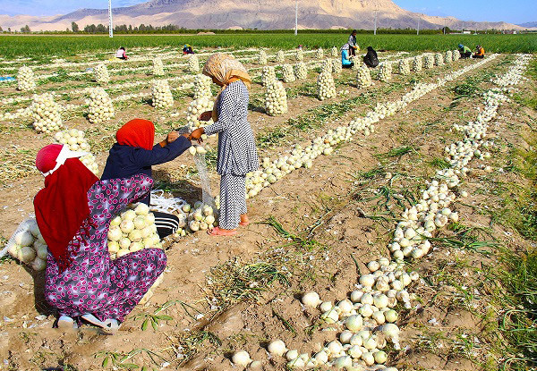 تولید 24 میلیونی محصولات باغبانی در کشور