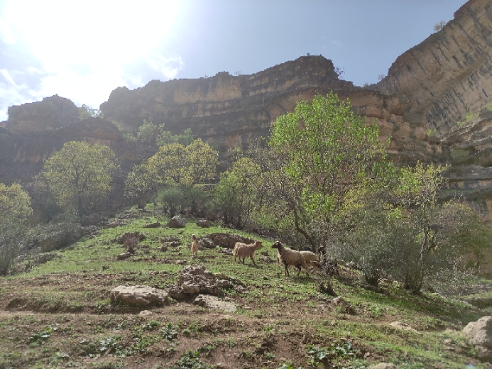 شیرز دره زیبا در اعماق طبیعت منحصر به فرد لرستان