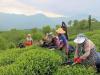 افزایش ۳۰ درصدی بهای خرید برگ سبز چای