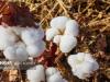 پیش‌بینی برداشت یک هزار تُن پنبه از مزارع گرمسار