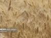 آغاز خرید تضمینی کلزا و گندم در گلستان