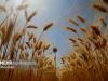 آمادگی برای خرید گندم و کلزا کشاورزان لرستانی