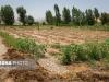 برآورد خسارت ۴۷۵۰ میلیاردی سیل به کشاورزی سیستان و بلوچستان
