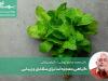 گیاهی معجزه آسا برای سلامتی و زیبایی