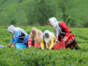 ­واردات چای خارجی مشروط به خرید چای ایرانی شد