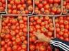 اجرای طرح جدید کشت گوجه‌فرنگی برای مقابله با گرانی در پاییز