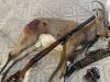 دستگیری صیادان و شکارچیان غیرمجاز در دماوند