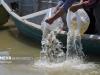 رهاسازی ۱۰۰ هزار قطعه بچه ماهی بومی در تالاب شادگان روستای صراخیه