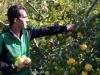 جشنواره برداشت میوه‌های سردرختی در روستای آبگاهی برگزار می شود
