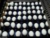 آغاز صادرات تخم مرغ ایران به سودان