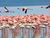 مهاجرت فلامینگوها به سواحل مکران؛ فرصتی برای توسعه گردشگری