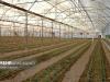 تولید ۸۵ هزار تن محصول در ۲۹۸ هکتار گلخانه حاجی‌آباد