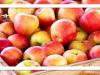 چه میوه‌هایی به کاهش وزن کمک می‌کنند؟