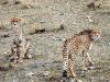 جریمه دو میلیارتومانی برای شکار یوزپلنگ