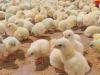 راهکارهای مدیریتی برای بهبود و ارتقای نژاد جوجه گوشتی ملی