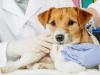چطور با یک کلینیک حرفه‌ای، سلامت حیوان خانگی‌تان را تضمین کنید