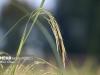 افزایش ۴۰ درصدی سطح زیر کشت برنج در شهرستان سرباز