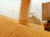 رشد ۲۶ درصدی خرید گندم از کشاورزان استان قزوین