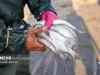 متخلفین صید غیرمجاز ماهی در شهرستان کوهرنگ دستگیر شدند