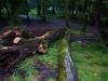 وجود ۱۱۵ هزار متر مربع درخت‌ شکسته و افتاده در جنگل‌های کشور