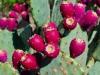 کشت گل کاکتوس در ۲۰ هکتار از اراضی اردستان به منظور مصرف بهینه آب