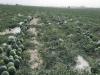 ۲۰ هکتار از اراضی کشاورزی شهرستان لنده زیر کشت هندوانه رفته است