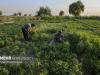 معدوم‌سازی ۳ قطعه مزرعه سبزیجات برگی آلوده به نفت در شهرستان دزفول