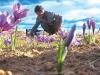 زعفران در بورس، کشاورز در بن‌بست؛ طلای سرخ در دوراهی صادرات و فرآوری