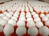 نامه اتحادیه مرغداران میهن به وزیر جهاد کشاورزی برای قیمت تخم مرغ