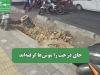 جای درخت‌ را موش‌ها گرفته‌اند