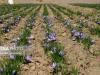  آغاز برداشت زعفران از مزارع هزارجریب بهشهر/ ٥ آبان، روز ملی زعفران