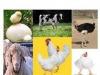 "فناوری" حلقه گمشده توسعه صنعت دام و طیور است