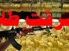 سرقت مسلحانه طلاجات یک باغ ویلا در دزفول