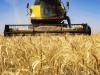 افزایش تولید گندم با راهبرد حداکثرسازی تولید