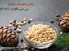 روش مصرف چلغوز + بررسی فواید دانه کاج