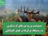 ممنوعیت ورود تورهای گردشگری به زیستگاه مرال‌ها در فصل گاوبانگی