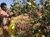 گرمسار دارای ۲ هزار هکتار باغ پسته است