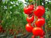آغاز کشت ارقام جدید محصولات گلخانه‌ای مقاوم به شوری و گرما در منطقه سیستان