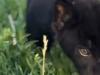 تولد نخستین توله جگوار سیاه ایران در باغ وحش صفادشت