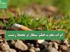 اثرات مخرب فیلتر سیگار بر محیط زیست