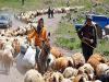 آغاز طرح جمع‌آوری اطلاعات دام عشایر در خوزستان