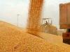 پیش بینی تولید ۱۴.۵ میلیون تن گندم در ایران