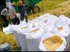 آغاز خرید شلتوک و برنج برای ذخایر استراتژیک در گلستان