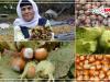 فندق اشکور؛ ظرفیتی راهبردی برای توسعه کشاورزی در شرق گیلان