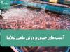 آسیب های جدی پرورش ماهی تیلاپیا برای محیط زیست